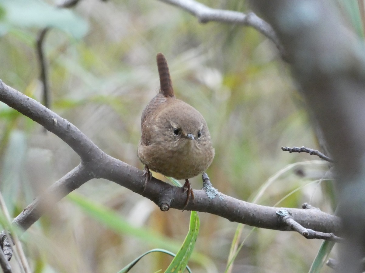 Winter Wren - ML492200411