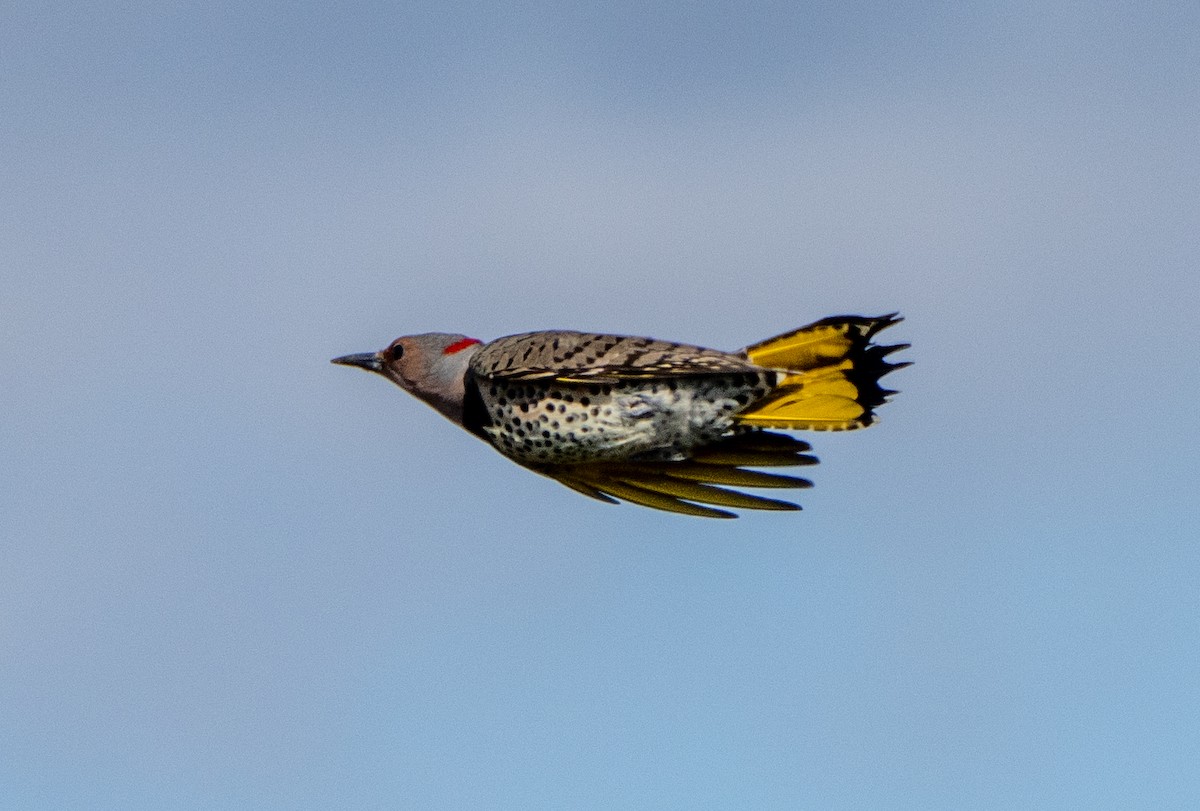 Northern Flicker - ML492201771