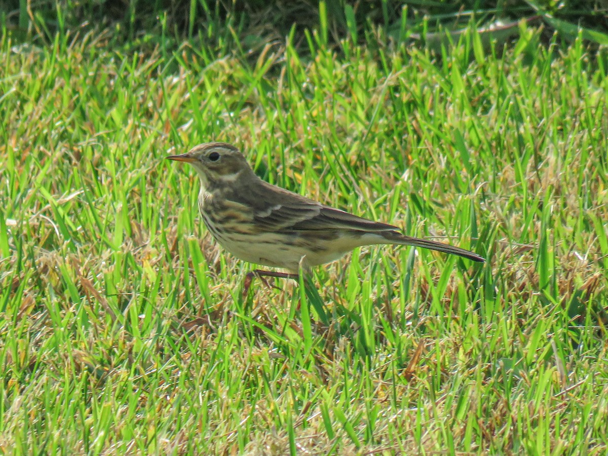 American Pipit - ML492201801