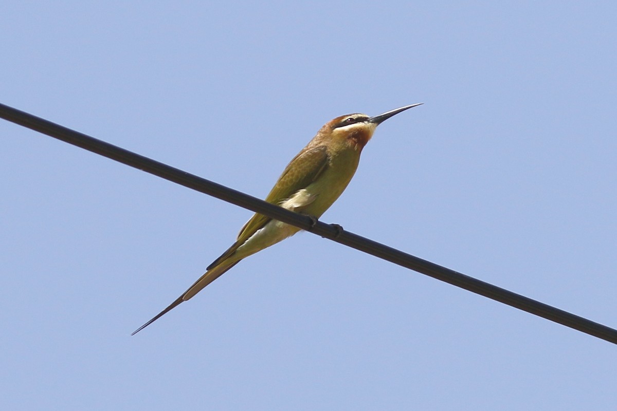 Olive Bee-eater - ML49220311