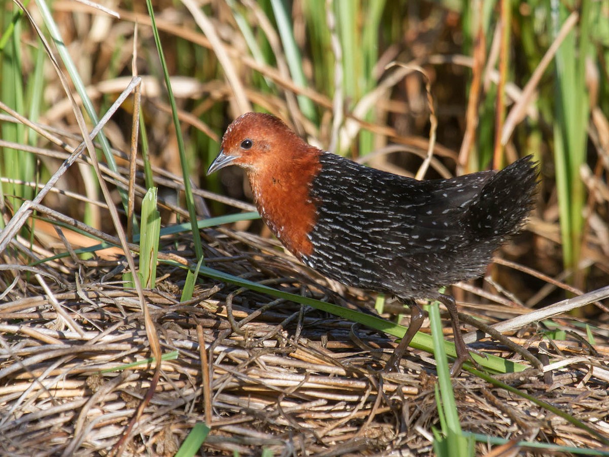 Red-chested Flufftail - Bruce Ward-Smith