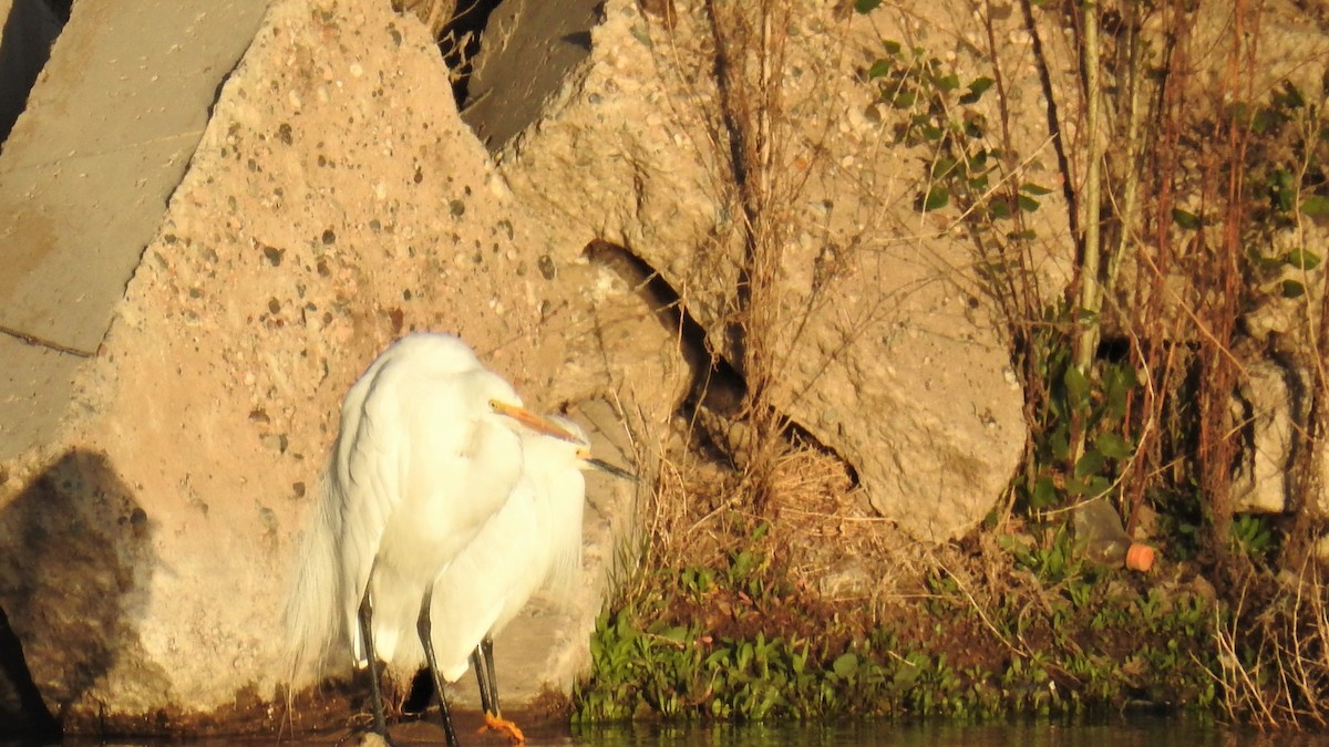 Great Egret - adriana centeno