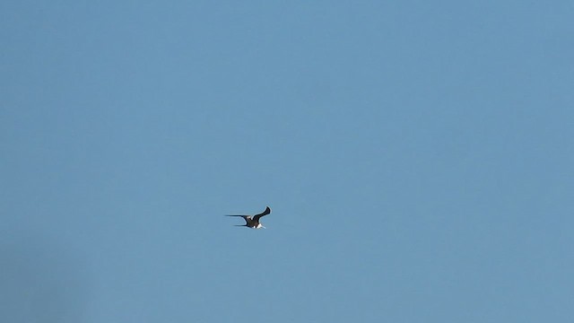 Magnificent Frigatebird - ML492208171