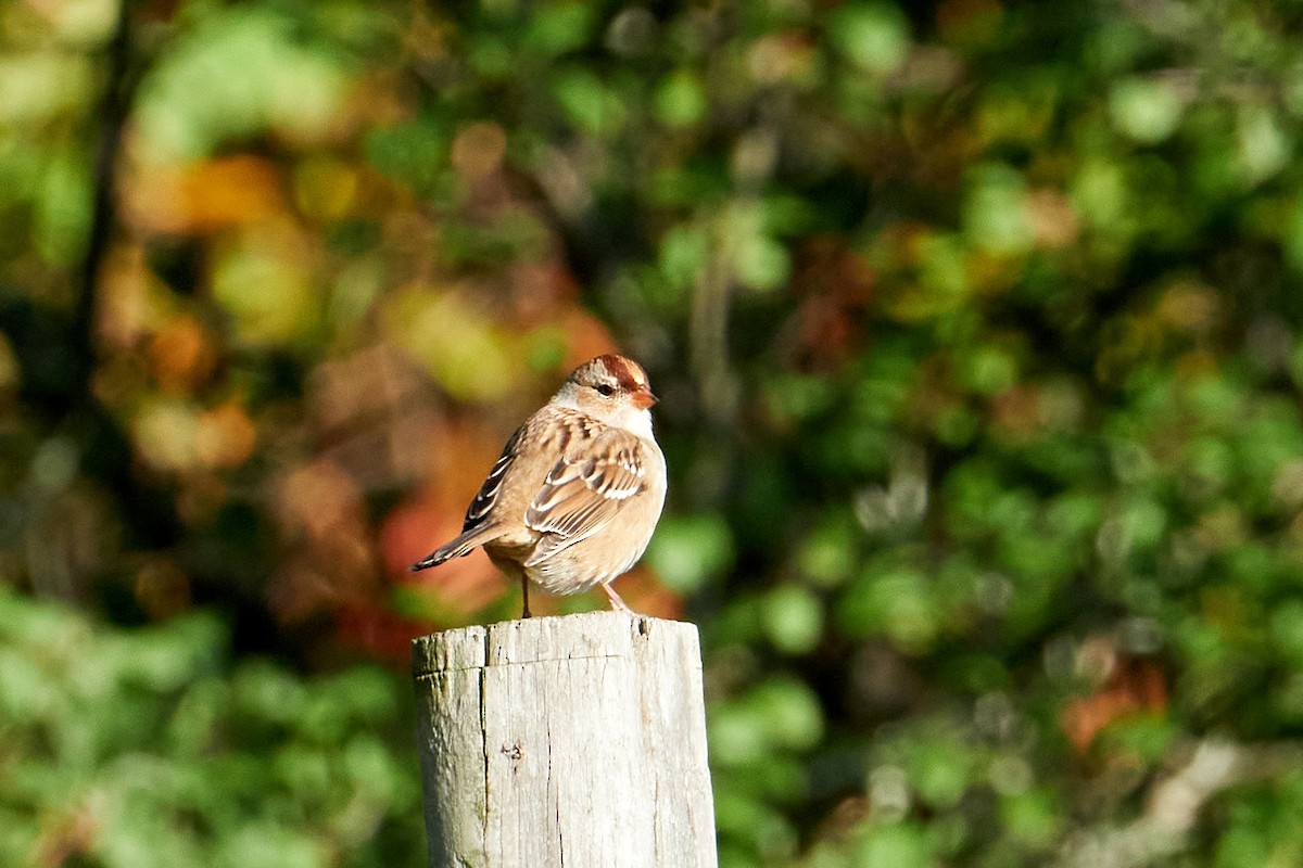 White-crowned Sparrow - ML492208501