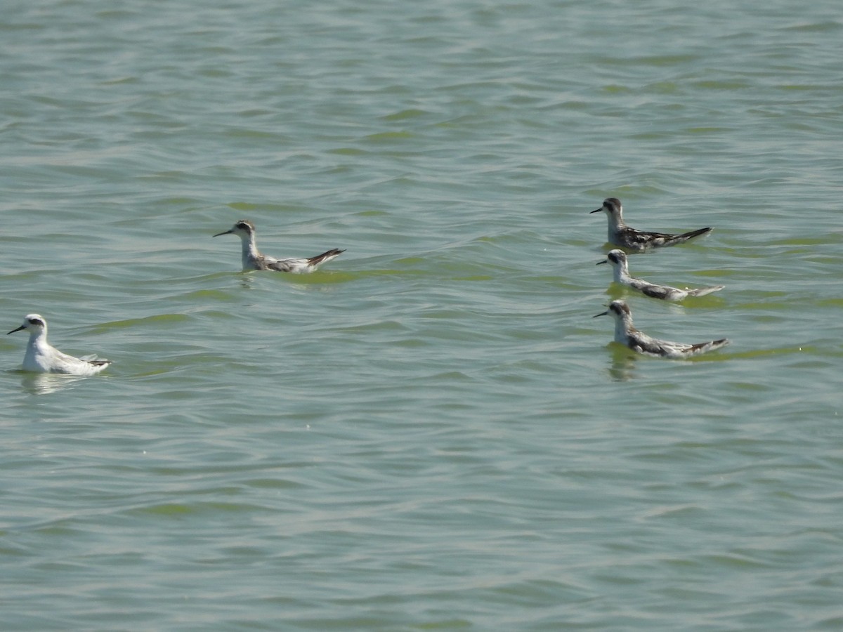 Phalarope à bec étroit - ML492208631