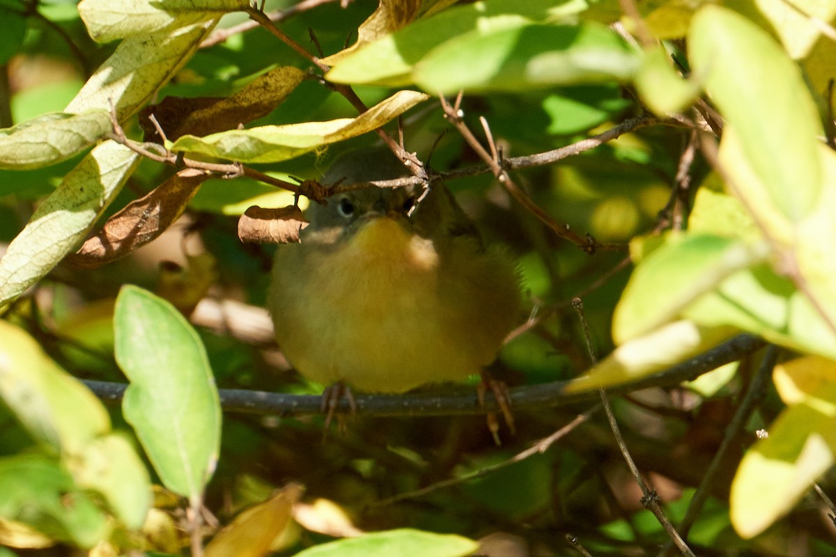 Common Yellowthroat - ML492209301