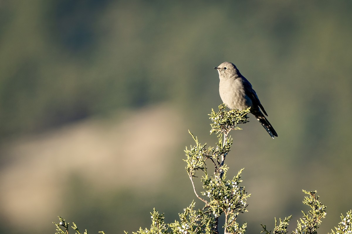 Townsend's Solitaire - Winston Liu