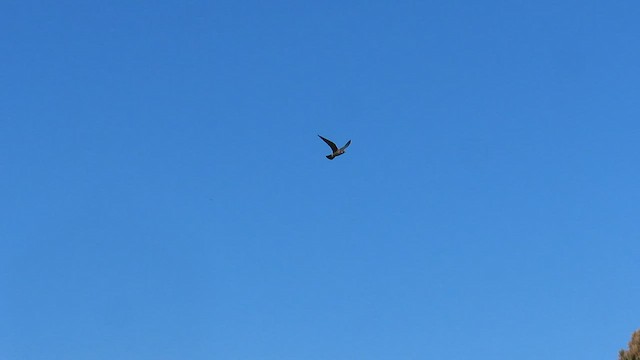 Эгэл шонхор - ML492209931