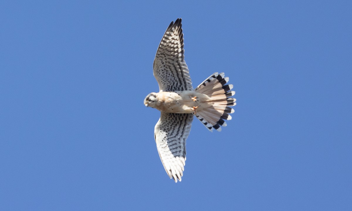 American Kestrel - ML492211141