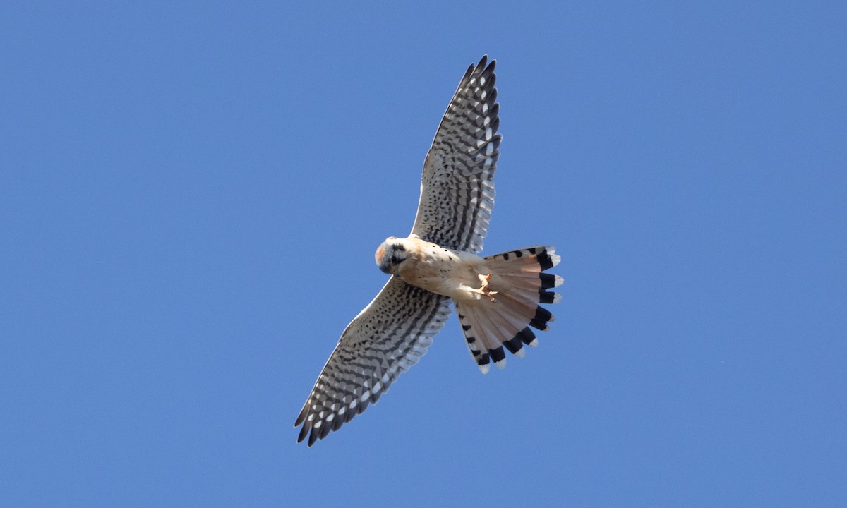 American Kestrel - ML492211151