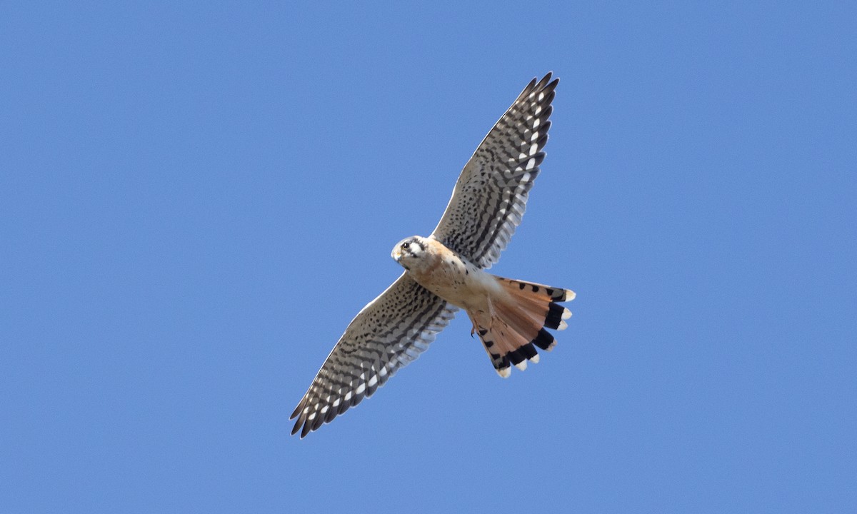 American Kestrel - Brian Sullivan