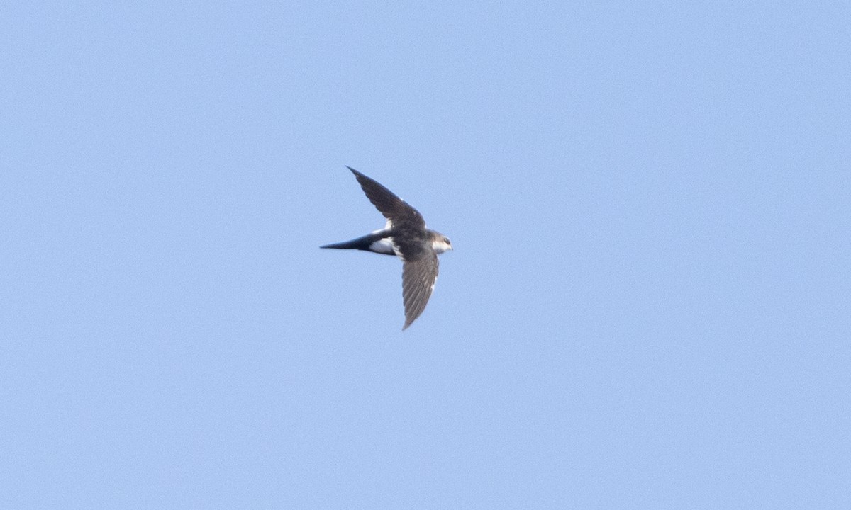 White-throated Swift - ML492211351