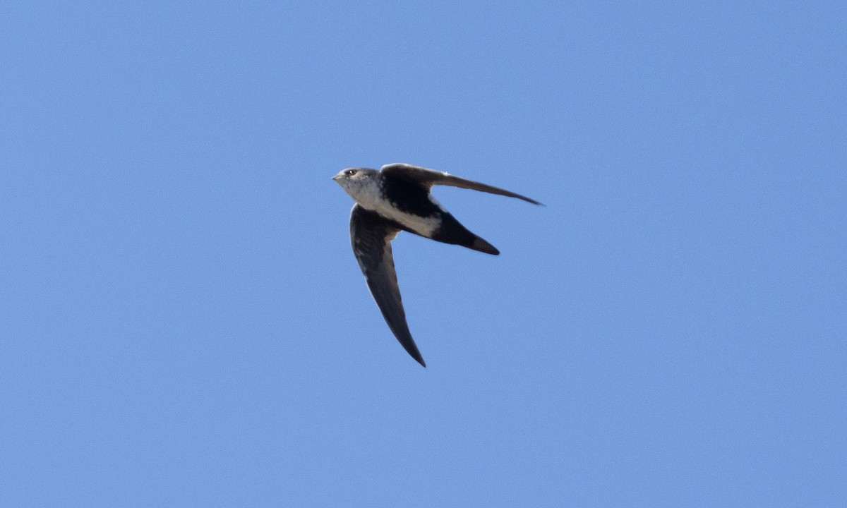 White-throated Swift - Brian Sullivan