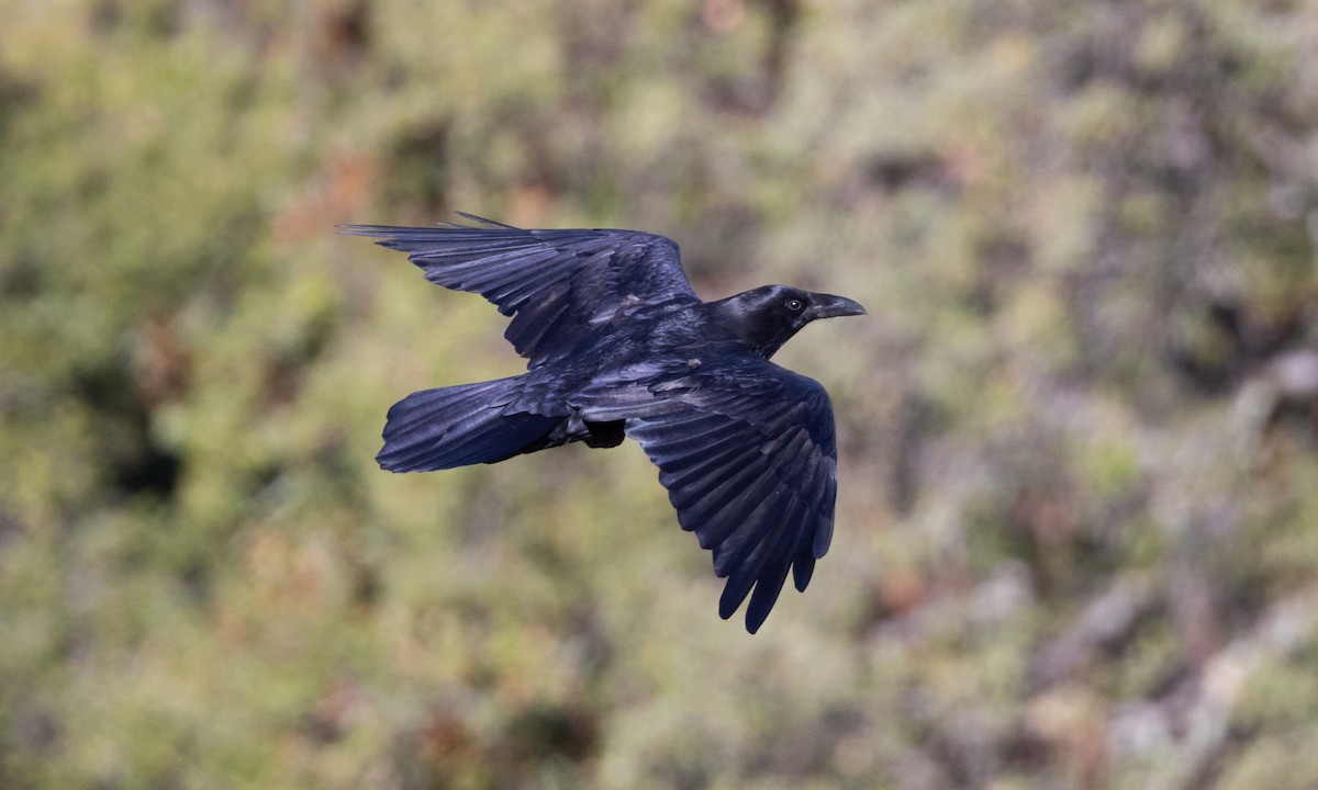 Common Raven - Brian Sullivan