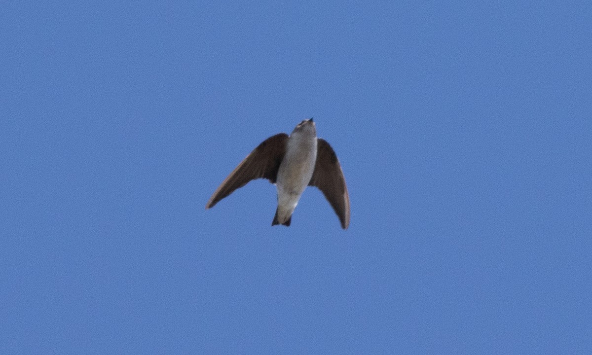 Hirondelle à face blanche - ML492211651