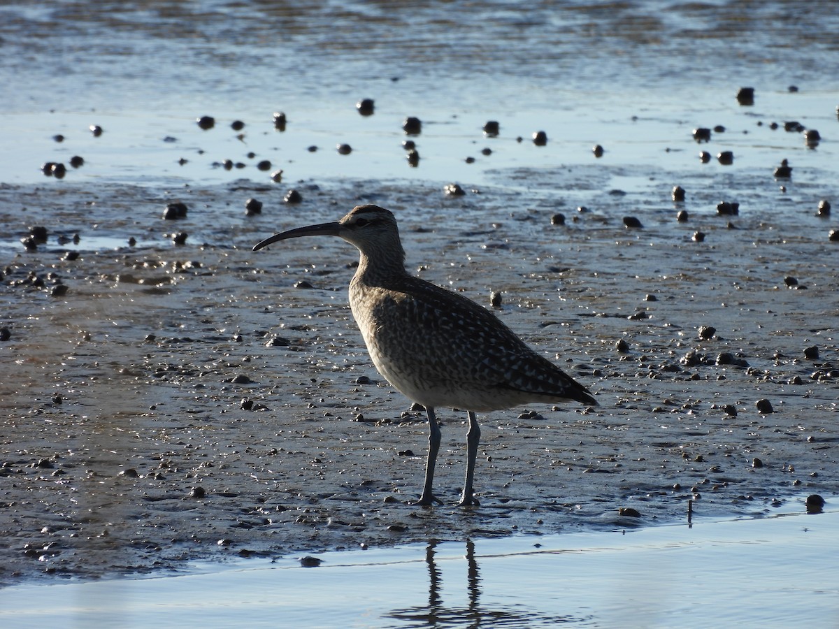 Regenbrachvogel - ML492212531