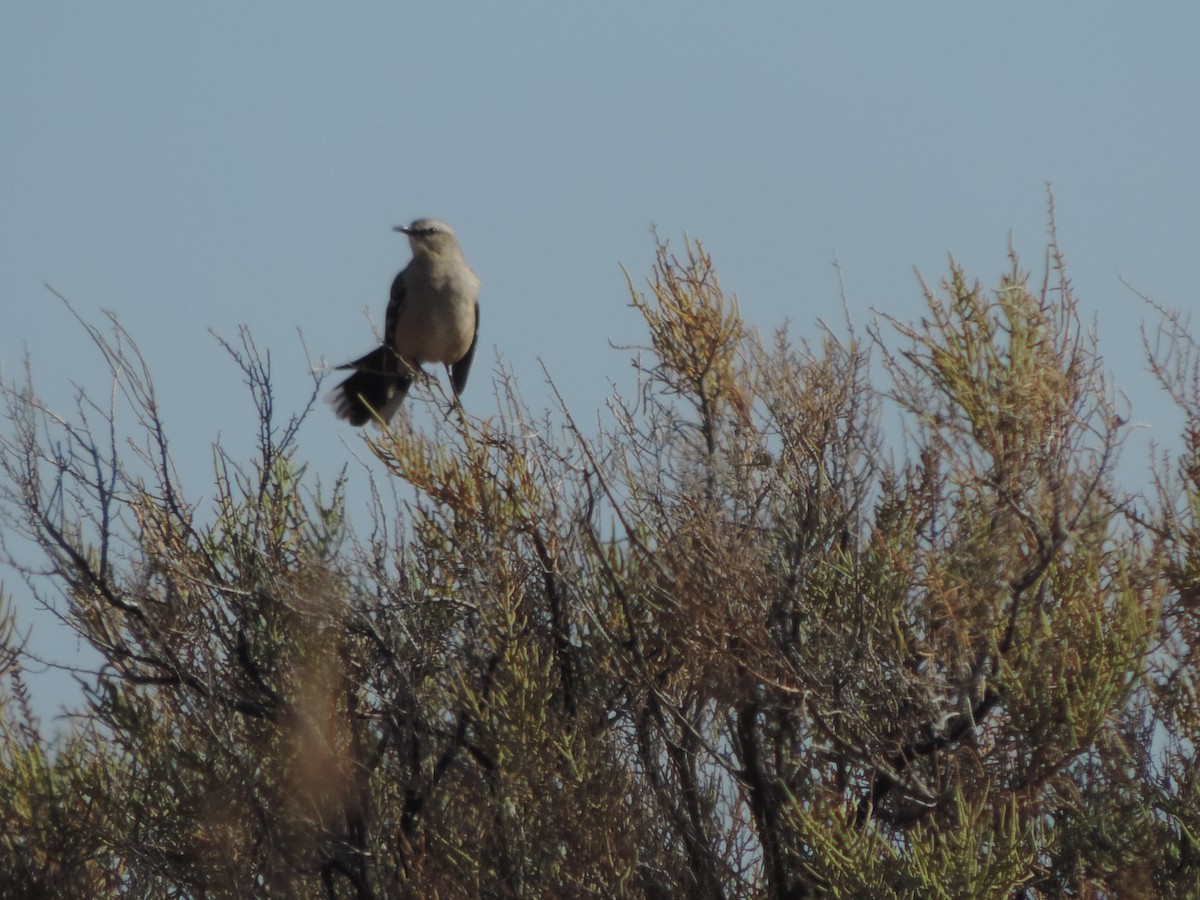 Patagonian Mockingbird - ML492212541