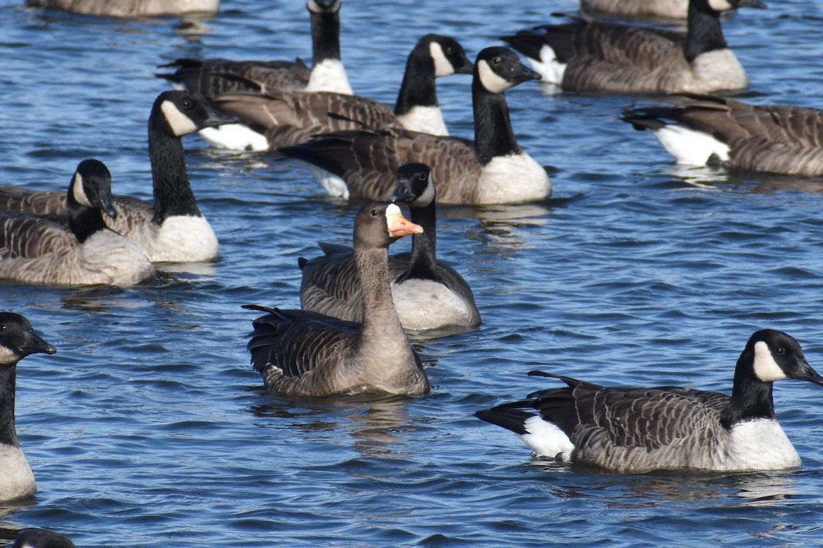 Greater White-fronted Goose - Joey D’Attilio