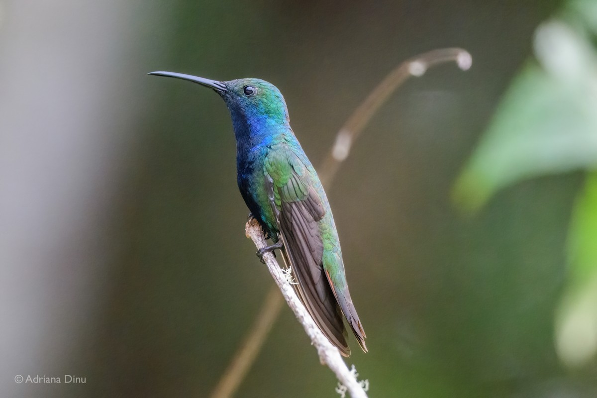 Black-throated Mango - Adriana Dinu