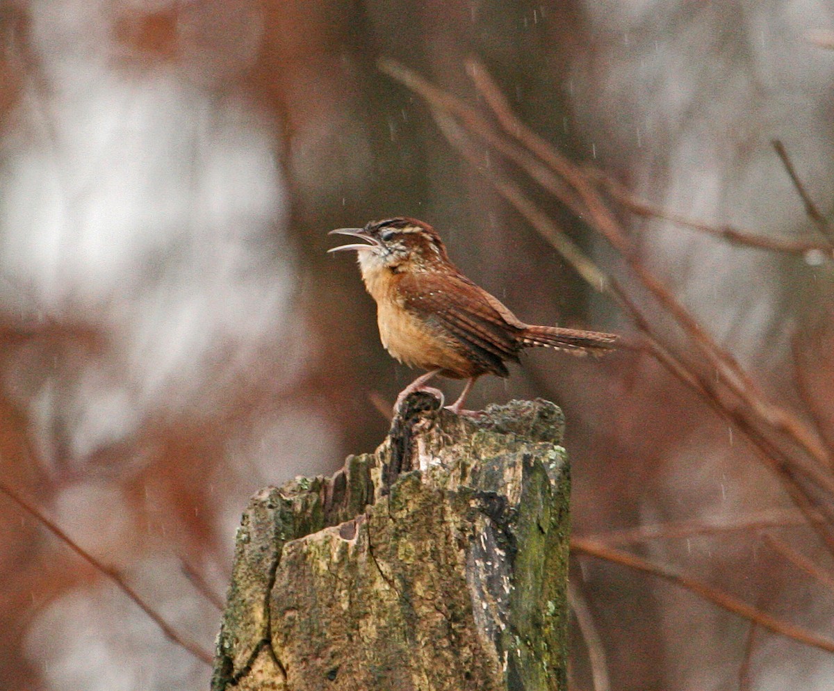 Carolina Wren - Clint Murray