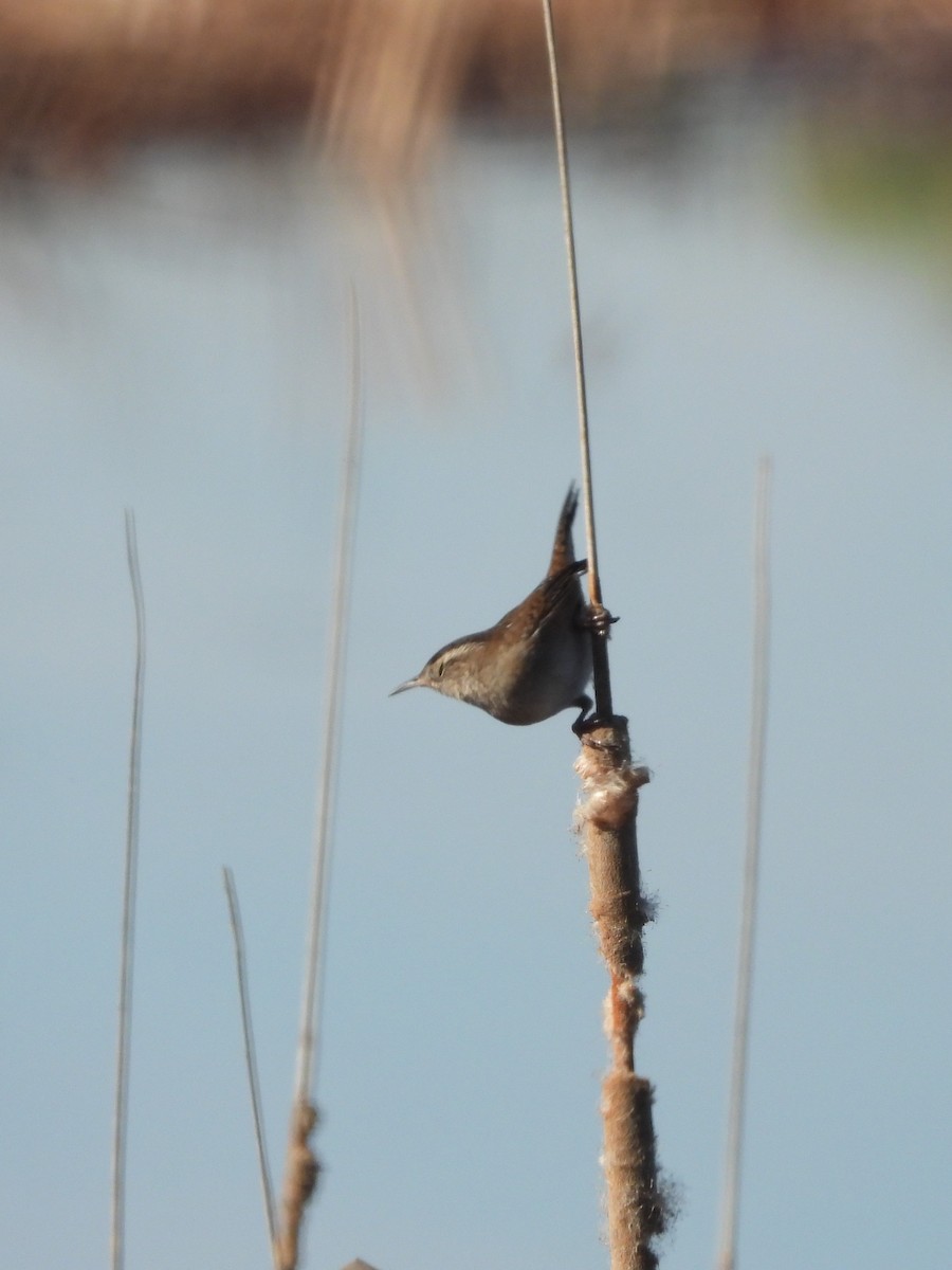 Marsh Wren - ML492215511