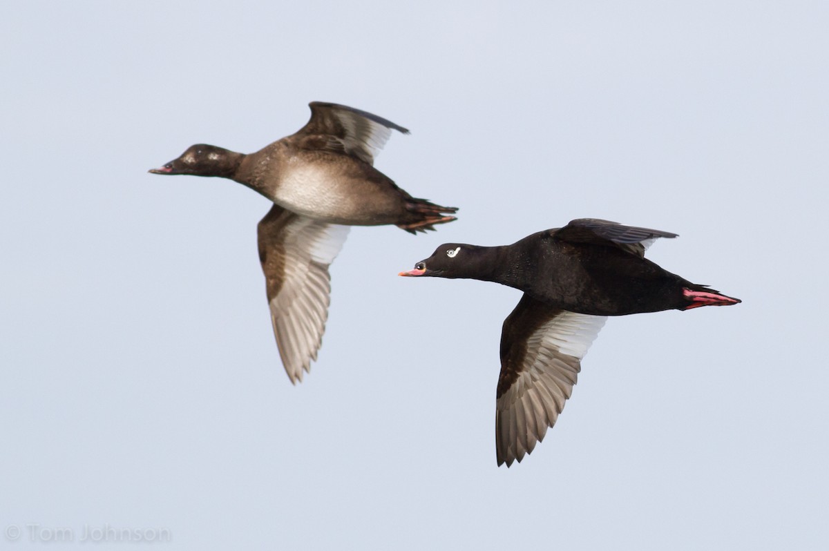 White-winged Scoter - Tom Johnson