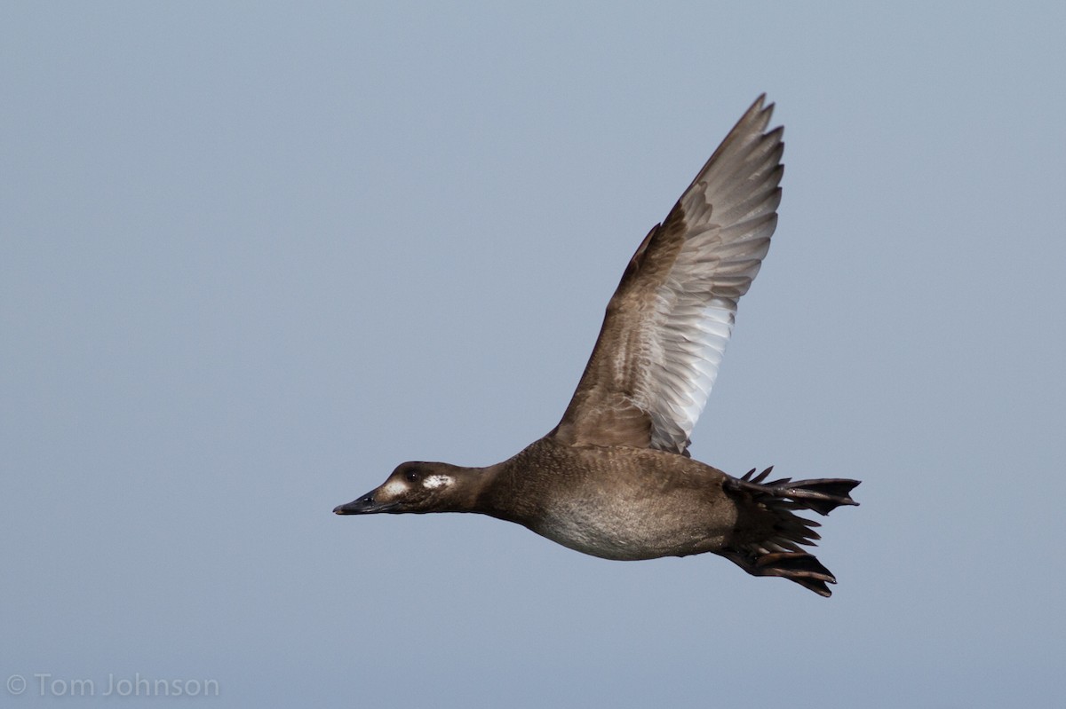 White-winged Scoter - ML49221701