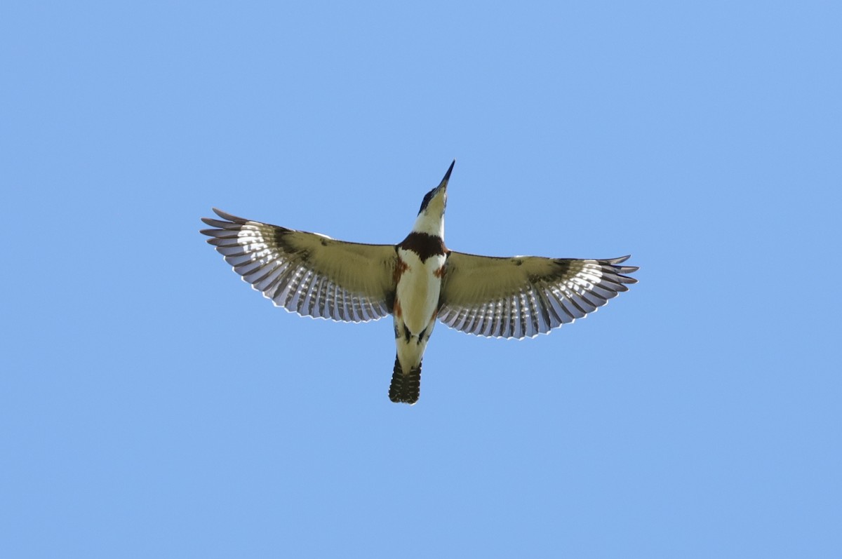 Belted Kingfisher - ML492219501