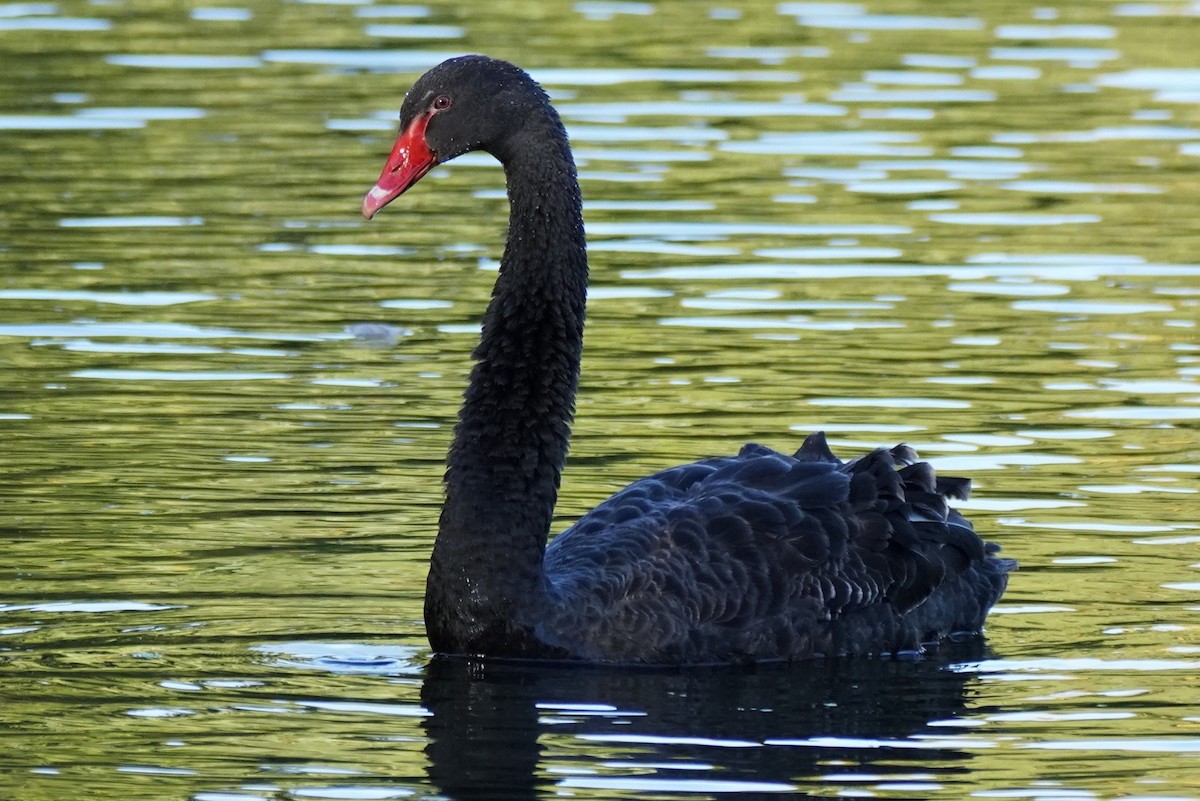 Black Swan - ML492219681