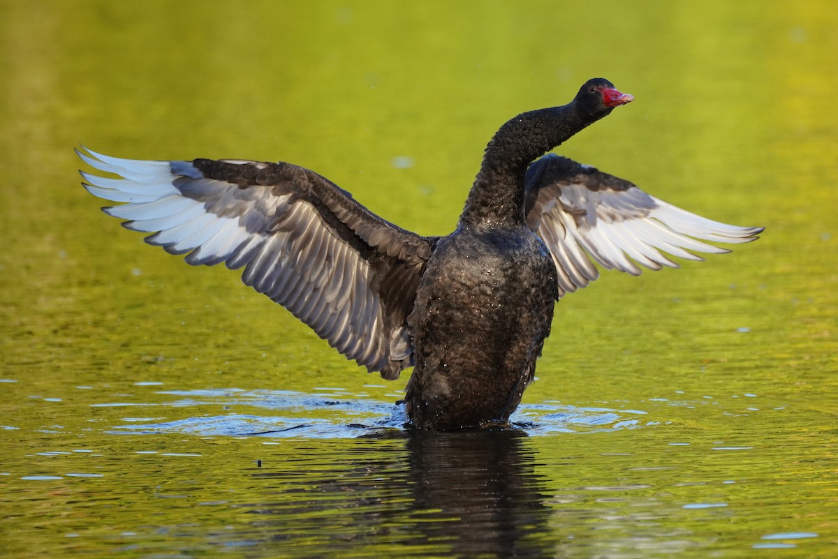 Black Swan - ML492219691