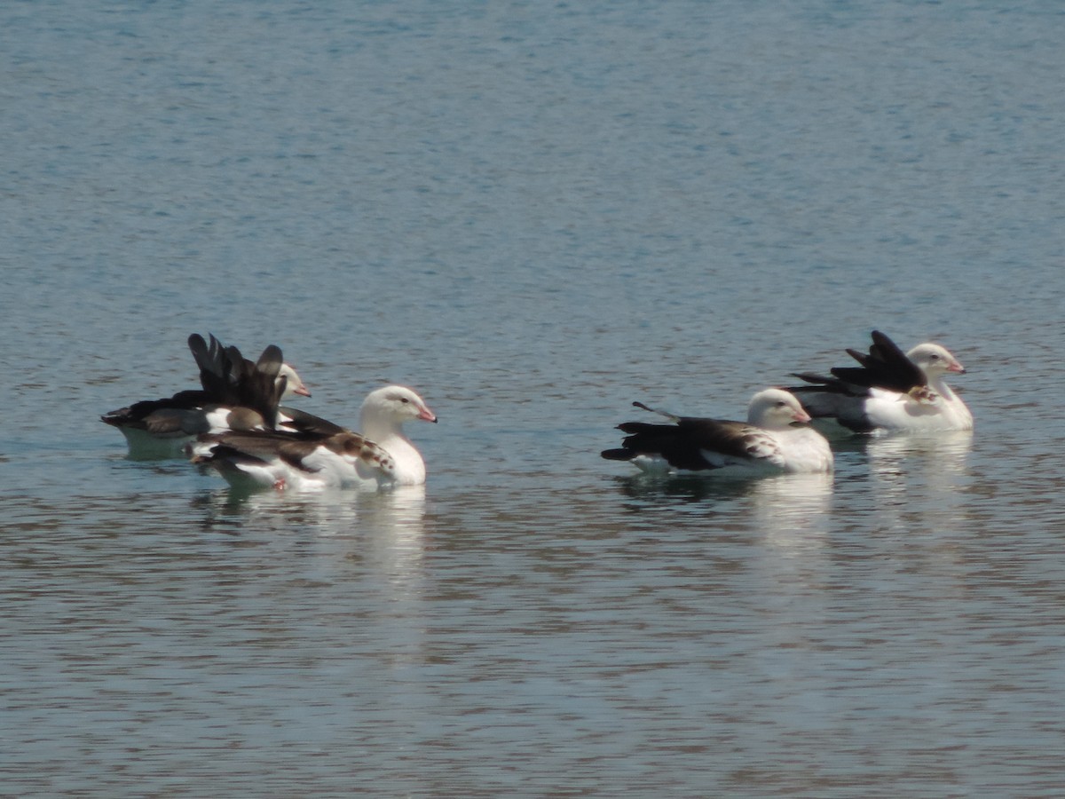 Andean Goose - ML492219741