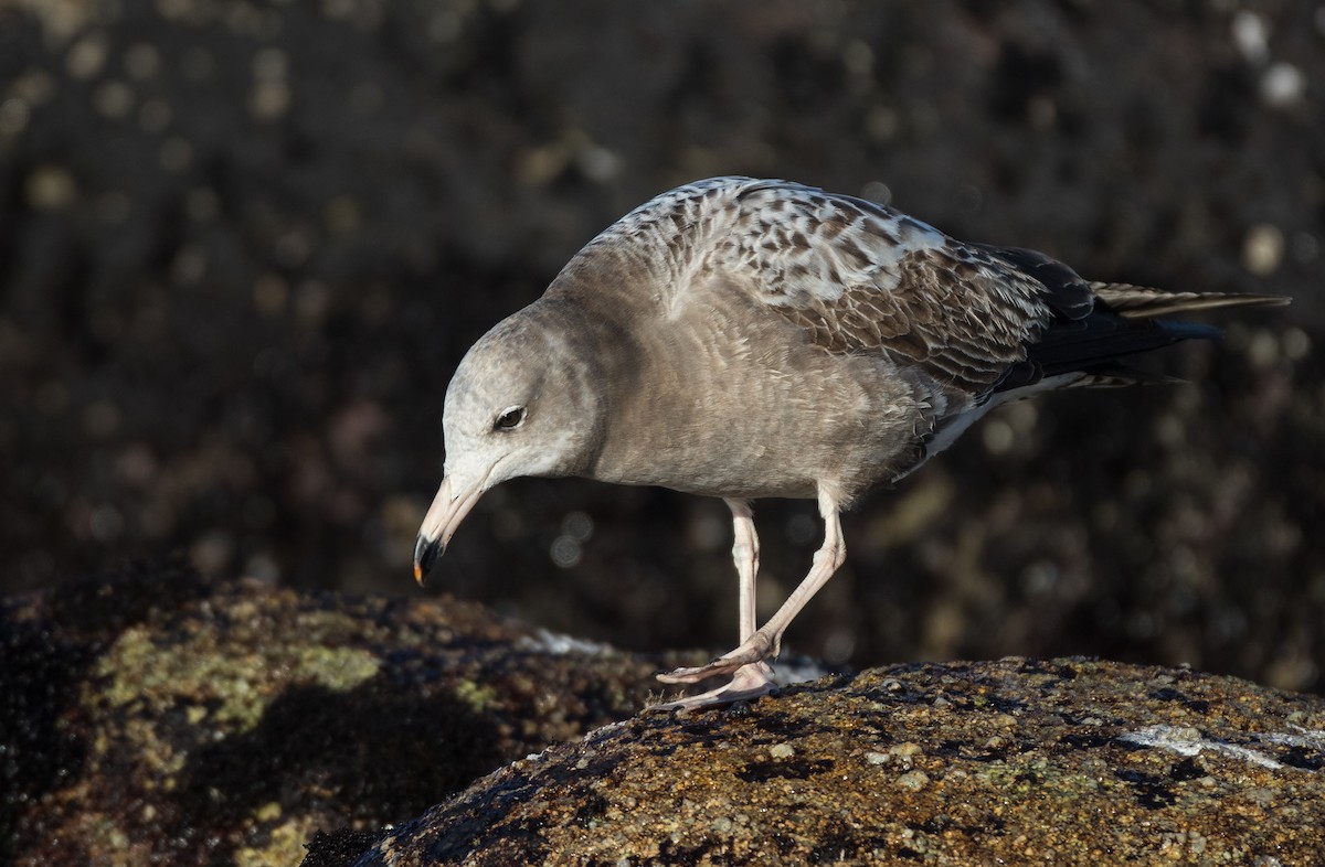 Black-tailed Gull - ML49221981