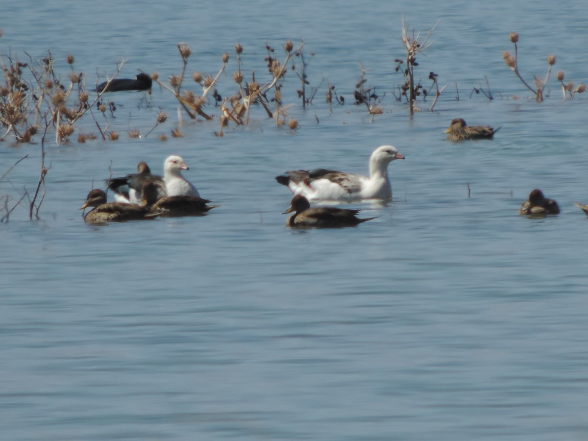 Andean Goose - ML492219841