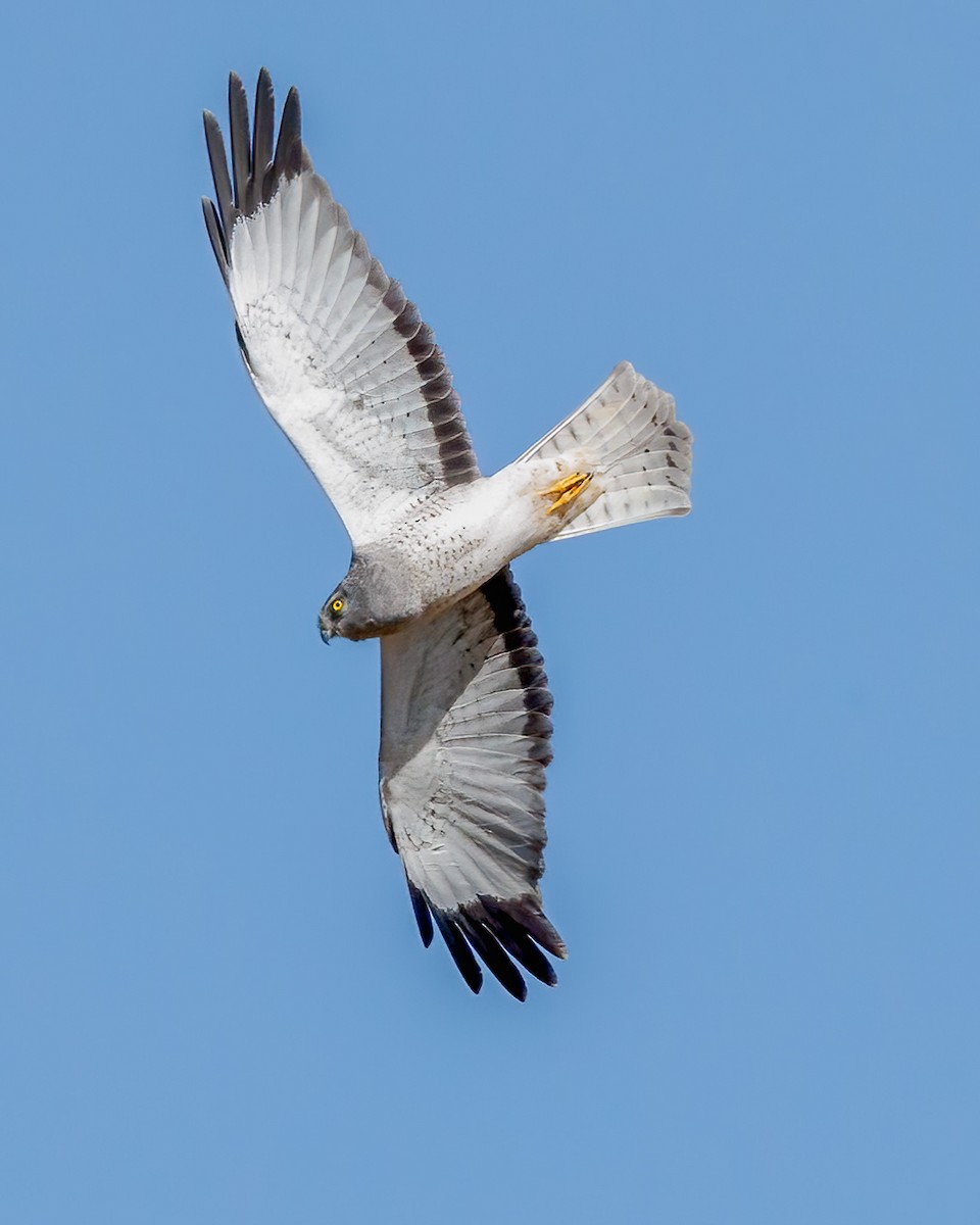 Aguilucho de Hudson - ML492220431