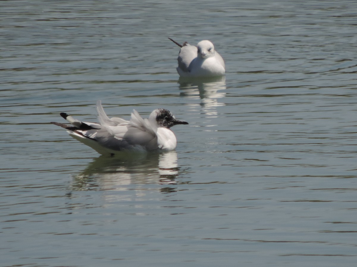 Andean Gull - ML492220981