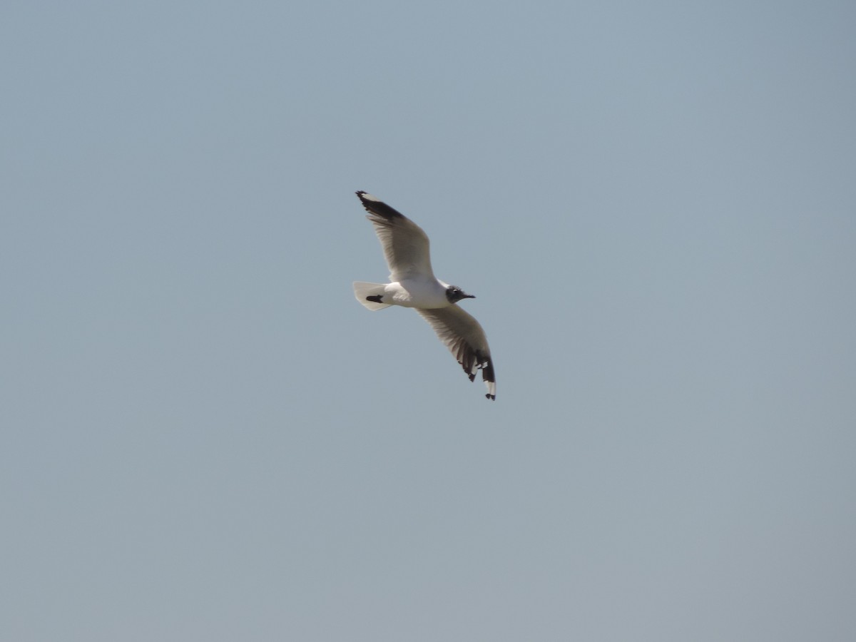 andesmåke - ML492221051