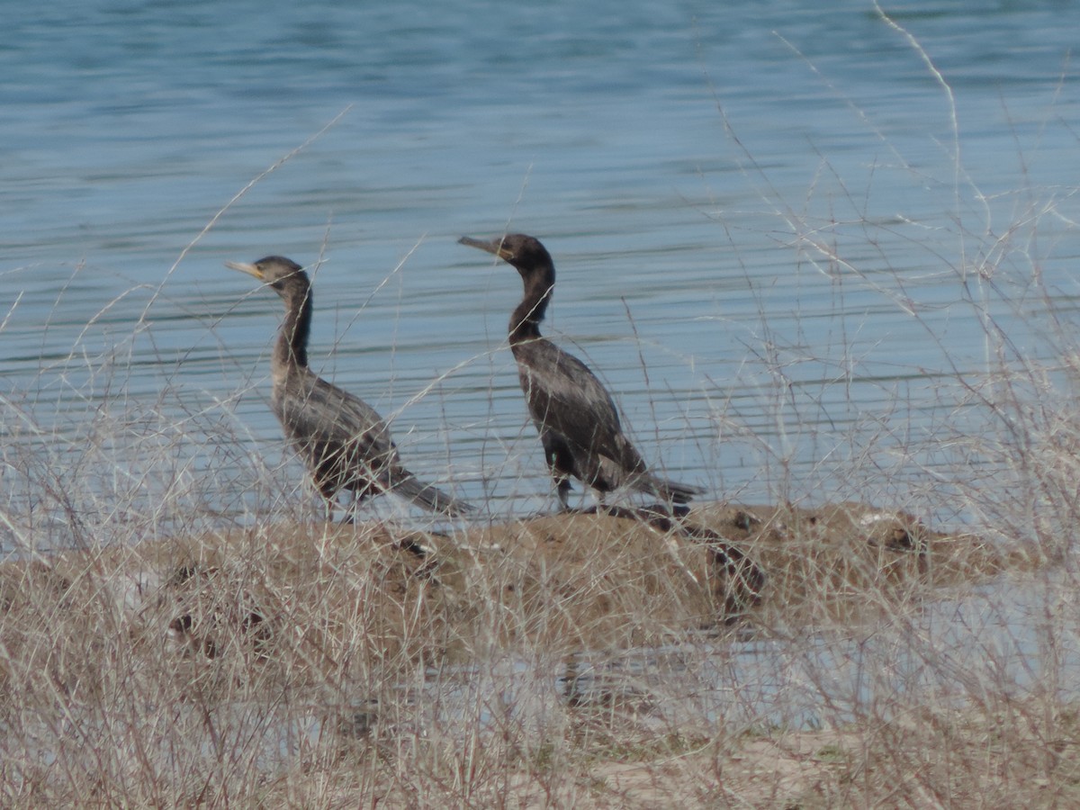 Neotropic Cormorant - ML492221131