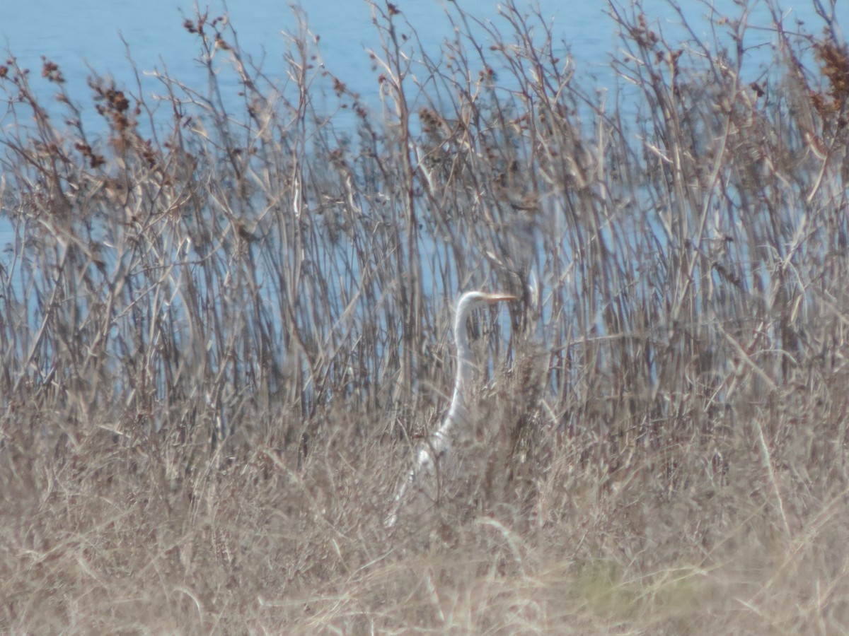 Great Egret - ML492221231