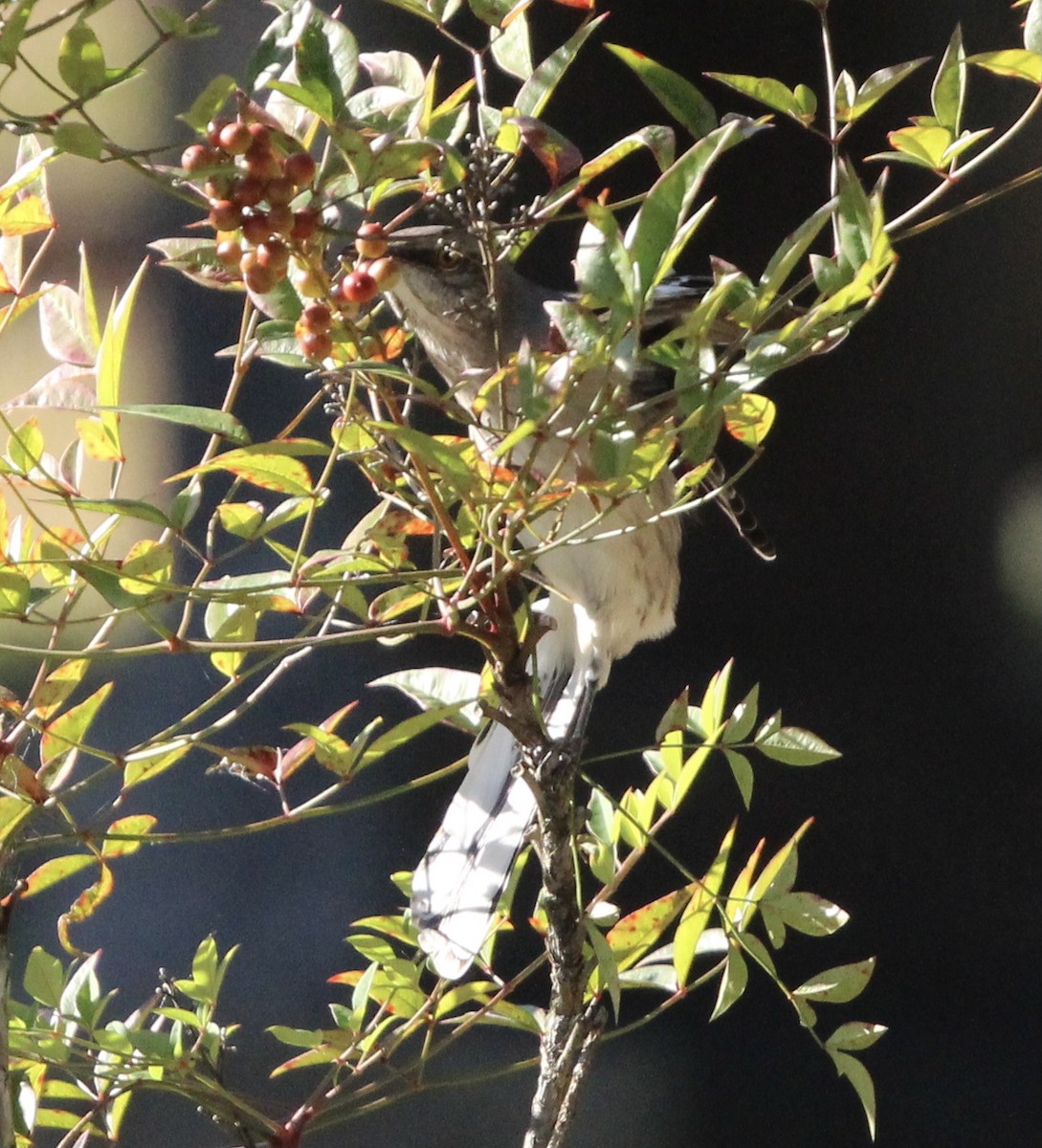 Northern Mockingbird - Susan Wood