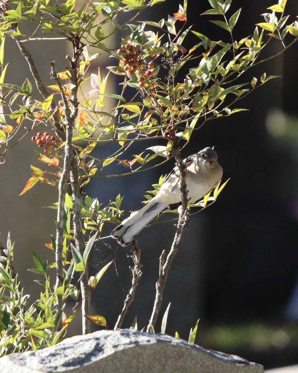 Northern Mockingbird - Susan Wood