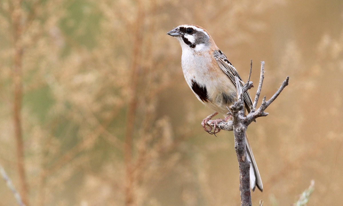 Rufous-backed Bunting - ML492221661