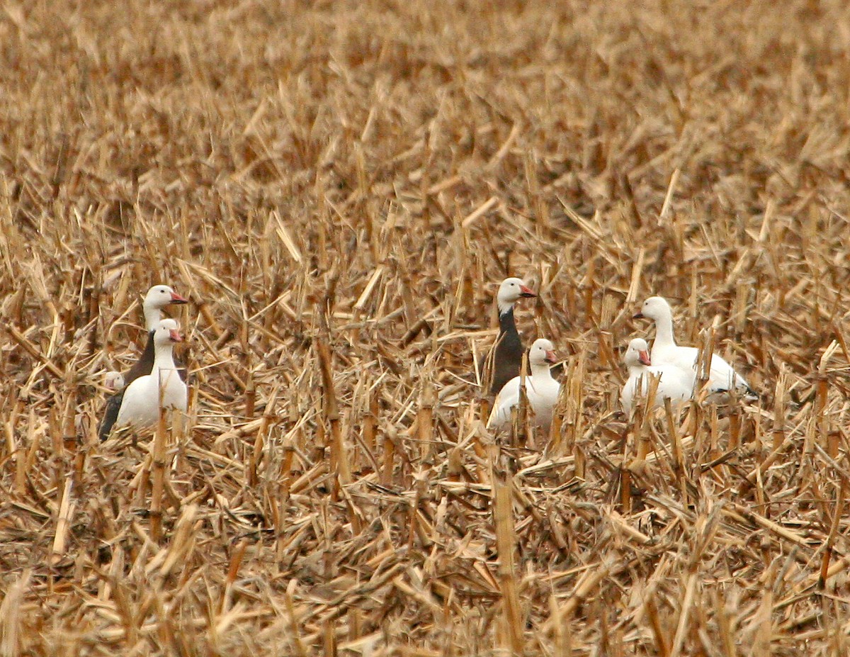 Snow Goose - ML492221931