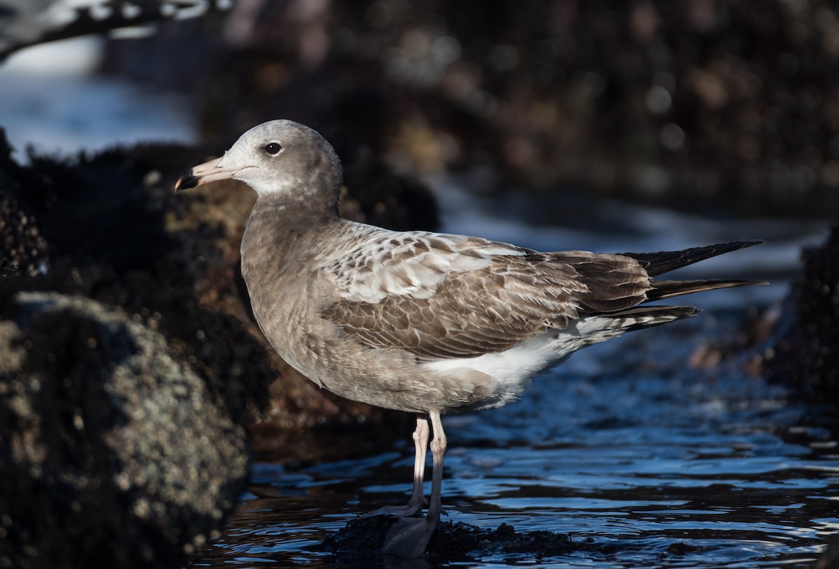 Black-tailed Gull - Blake Matheson