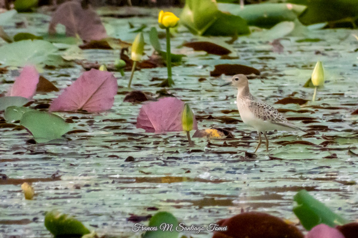 Buff-breasted Sandpiper - ML492222471