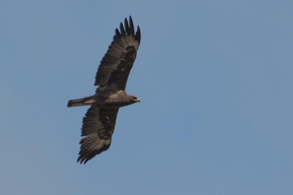 Wahlberg's Eagle - Raphaël Nussbaumer