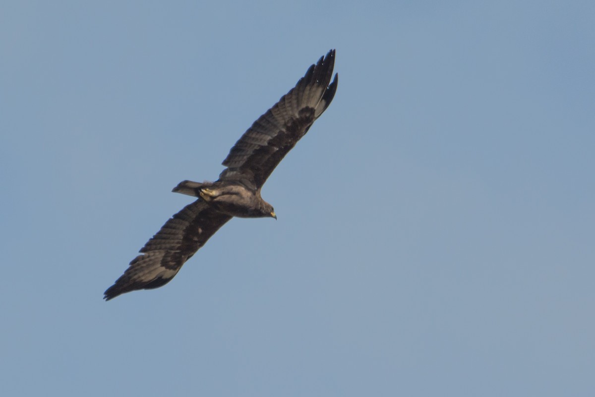 Wahlberg's Eagle - Raphaël Nussbaumer