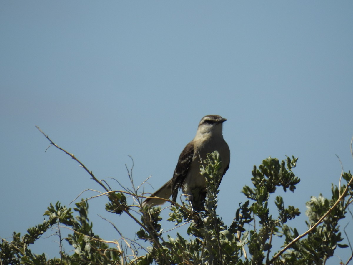 Chalk-browed Mockingbird - adriana centeno