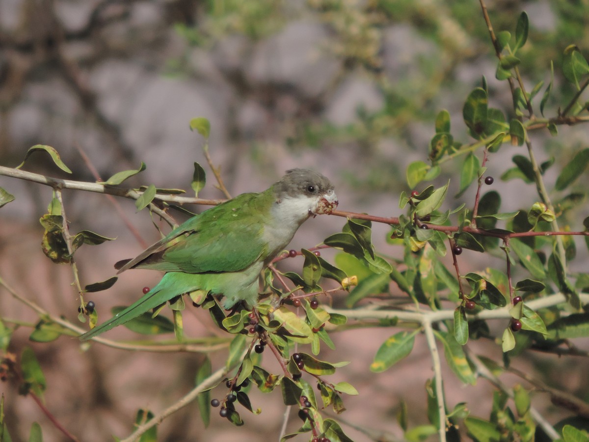 Gray-hooded Parakeet - Nazareno Yunes Del Carlo