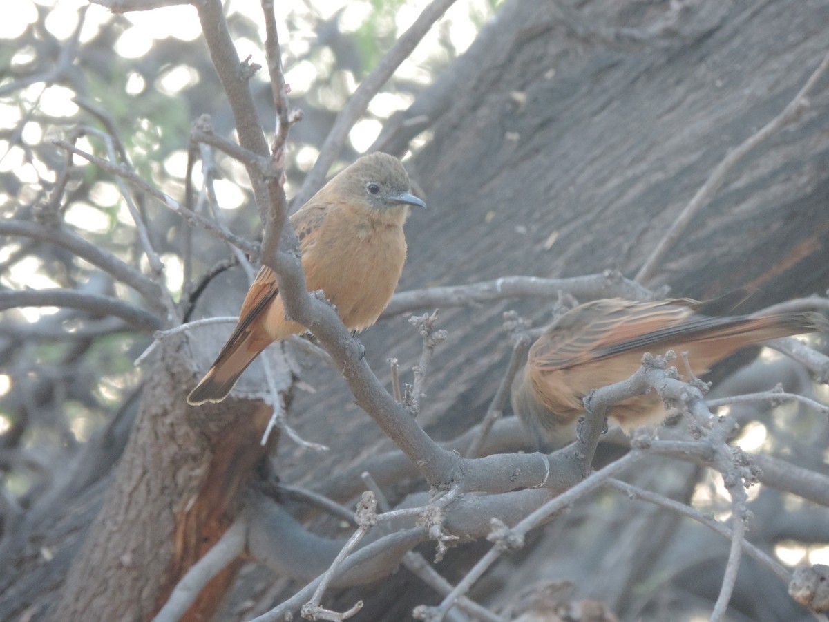 Cliff Flycatcher - ML492225181