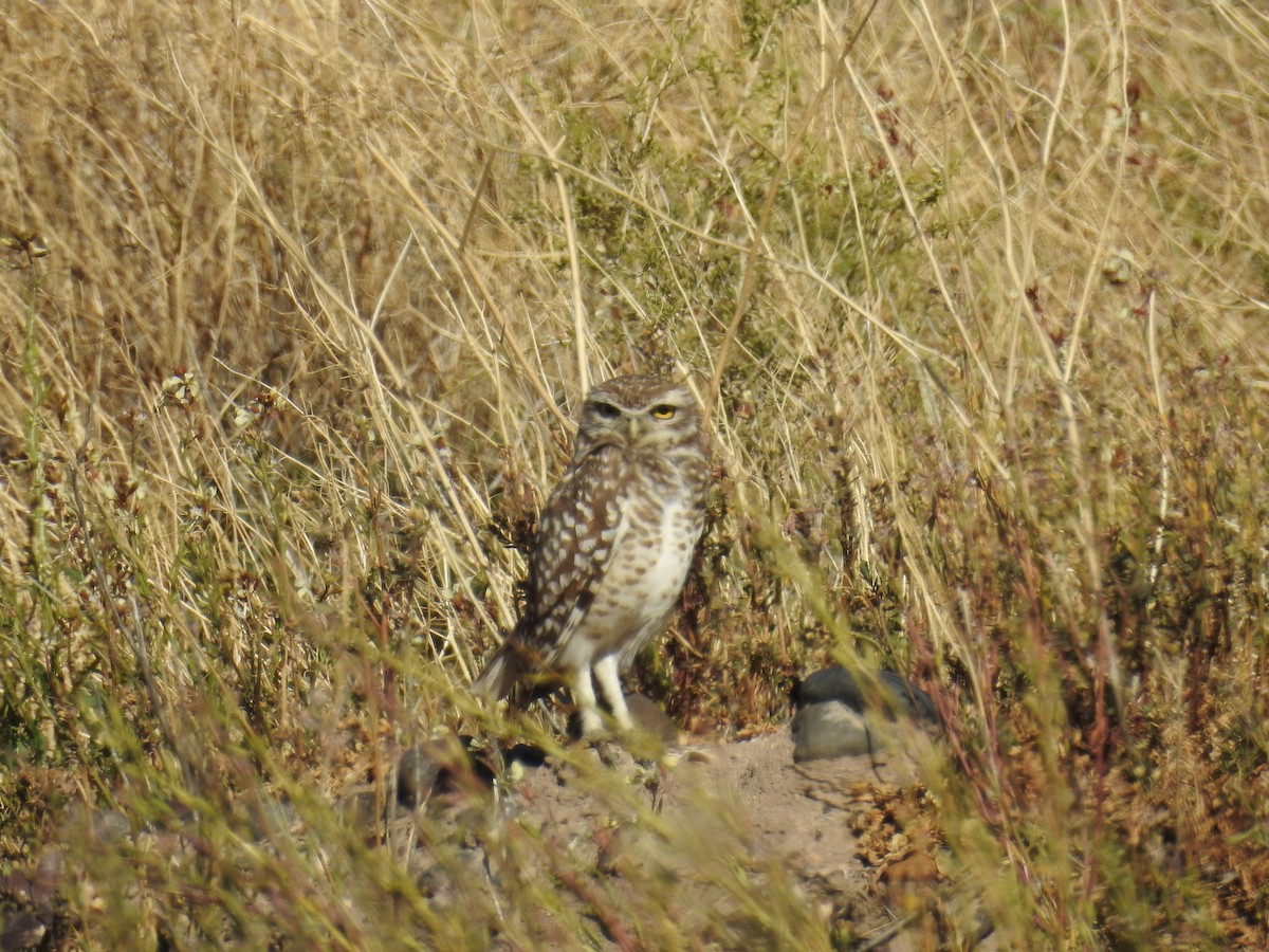 Burrowing Owl - ML492225221